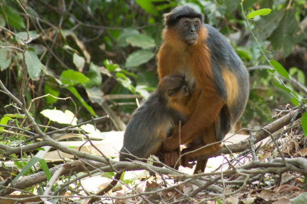 istock Red Colobus Monkeys in Bigilo forest park, The Gambia 901571930