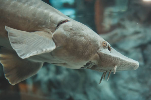 istock Atlantic sturgeon. Acipenser oxyrinchus oxyrinchus. 901572014