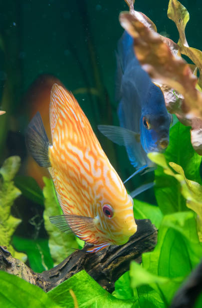 Discus fishes in the aquarium. Symphysodon aequifasciatus. Discus fishes in the aquarium. Symphysodon aequifasciatus. symphysodon aequifasciatus stock pictures, royalty-free photos & images