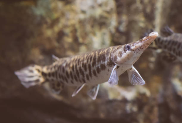 istock Duckbill catfish in the . Lepisosteus platyrhincus. 901572082