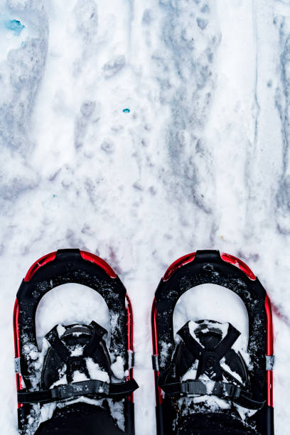istock Snowshoeing in Glacier National Park 901574364