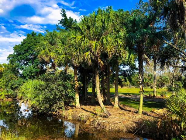 tropical swamp landscape