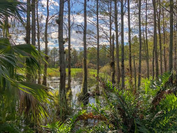 осенний кипарисовой болотный пейзаж - big cypress swamp стоковые фото и изображения