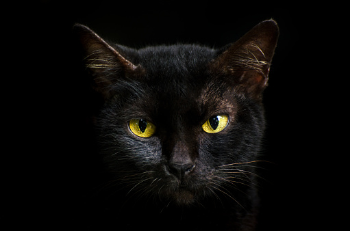 Closeup portrait black cat The face in front of eyes is yellow. Halloween black cat  Black background