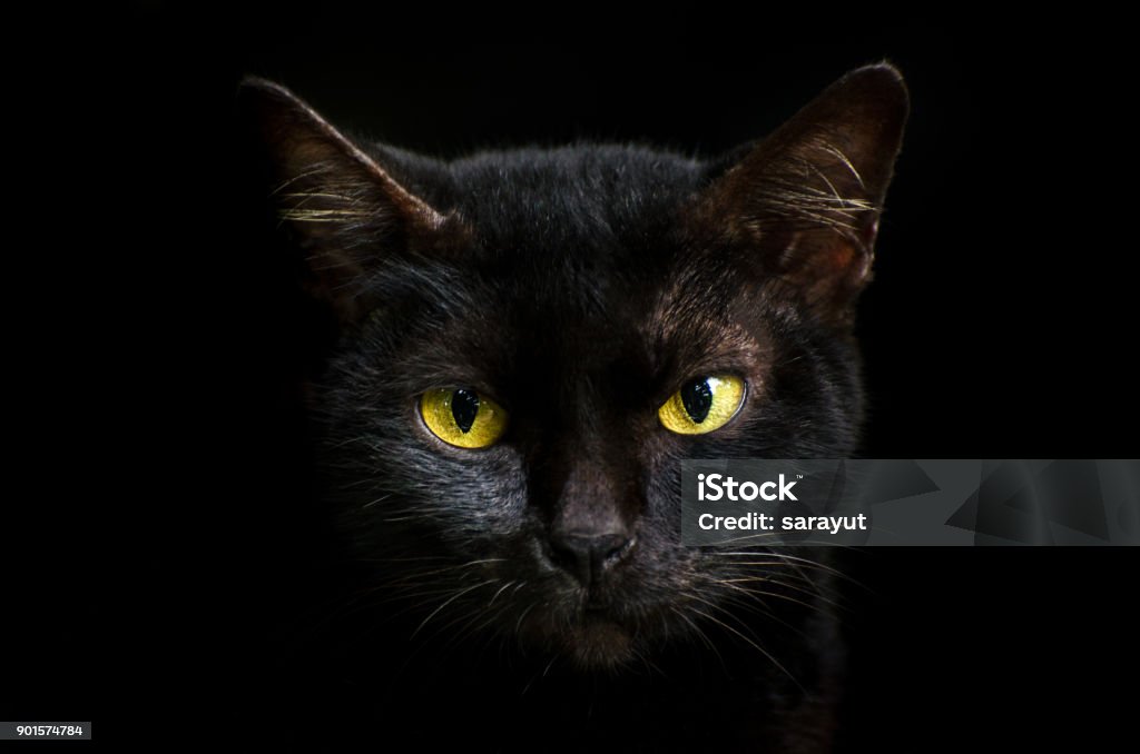 Closeup portrait black cat The face in front of eyes is yellow. Halloween black cat  Black background Domestic Cat Stock Photo
