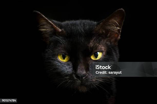 Closeup Portrait Black Cat The Face In Front Of Eyes Is Yellow Halloween Black Cat Black Background Stock Photo - Download Image Now