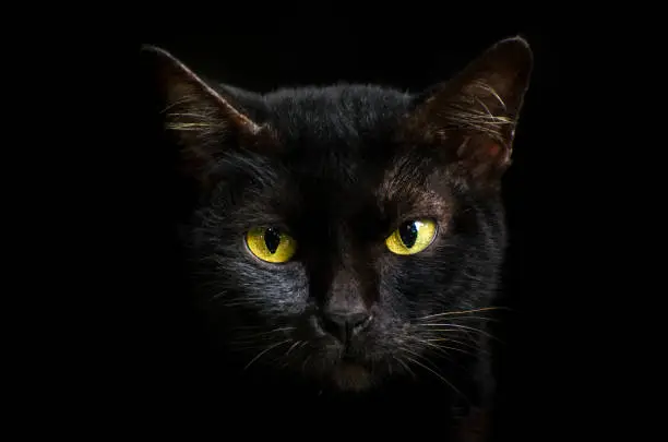 Photo of Closeup portrait black cat The face in front of eyes is yellow. Halloween black cat  Black background
