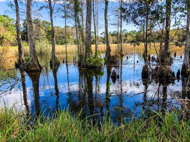 осенний кипарисовой болотный пейзаж - big cypress swamp стоковые фото и изображения