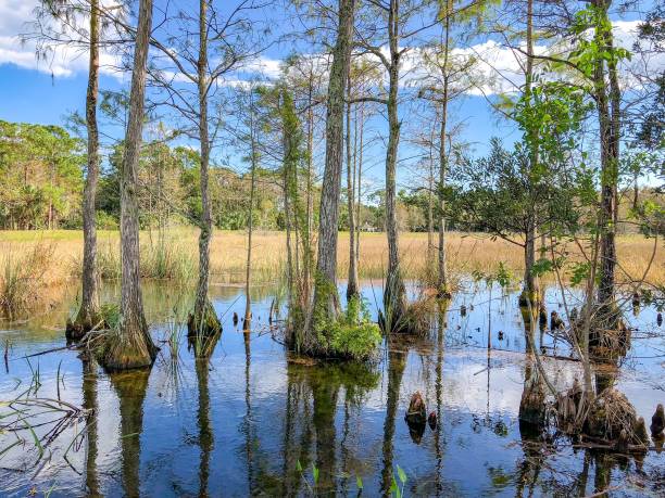 istock autumn cypress swamp landscape 901575118