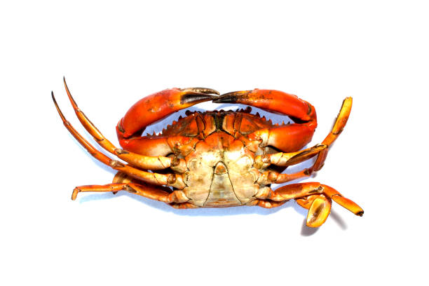 istock Grilled crab (tip over) on white background 901575386