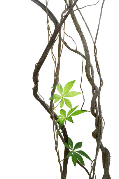 gedraaide jungle vines met bladeren van wild morning glory liana plant geïsoleerd op een witte achtergrond, uitknippad opgenomen. - liaan stockfoto's en -beelden