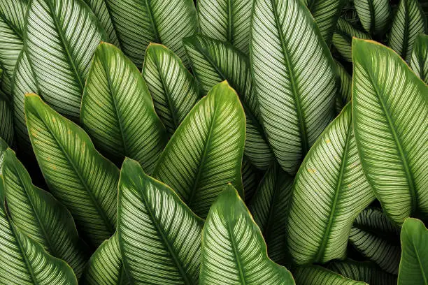 Photo of Green leaf with white stripes of Calathea majestica , tropical foliage plant nature leaves pattern on dark background.