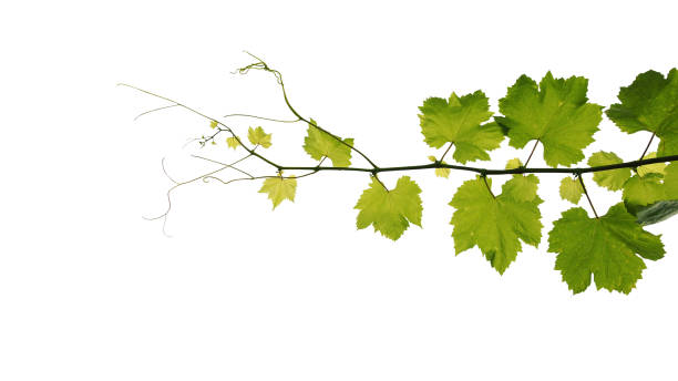 istock Grape leaves vine branch with tendrils isolated on white background, clipping path included. 901577990