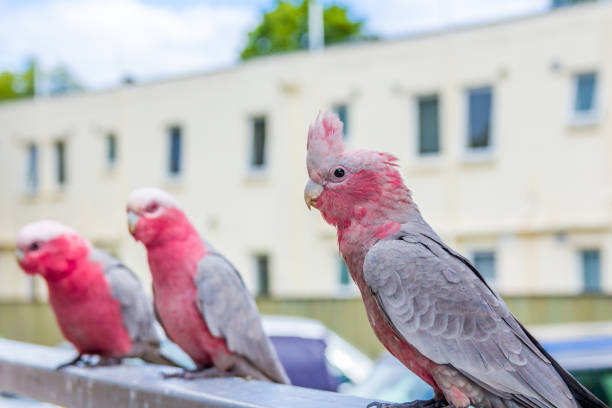 rose-breasted cockatoos or Australian galahs perched on a rail in urban environment Australian galah parrots Eolophus roseicapilla perched on railing in urban environment tasrail stock pictures, royalty-free photos & images