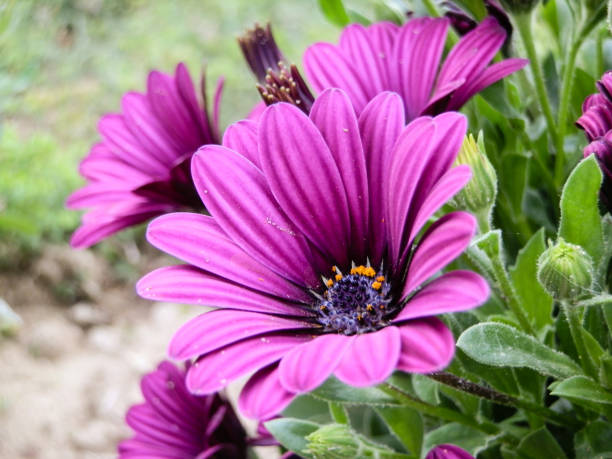 istock Beautiful pink soft flowers in Turkey 901578586