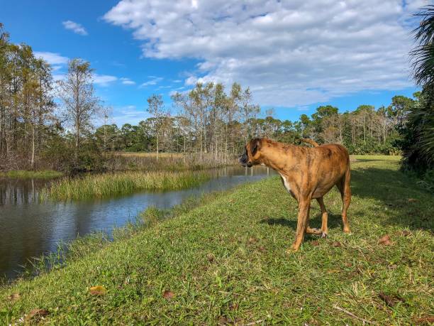 собака в болотах - atlanta pride стоковые фото и изображения