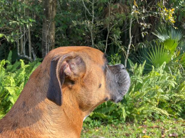 profil majestueux d’un chien - georgia state photos et images de collection