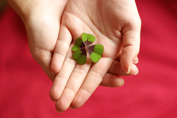 hands of a woman holding a four-leafed clover, red background, top view