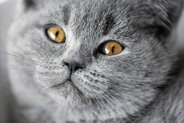 Obese grey British sorthair cat in wooden basket