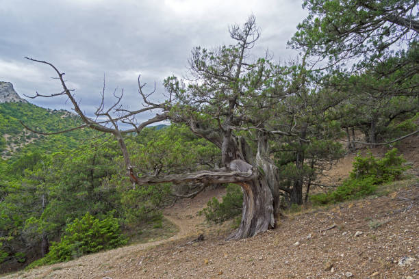 istock Old relic juniper with a badly twisted trunk 901583650