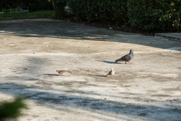 istock pigeon on street 901583758