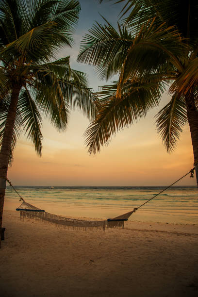 istock Hammock under palm trees on the sunset beach 901583772