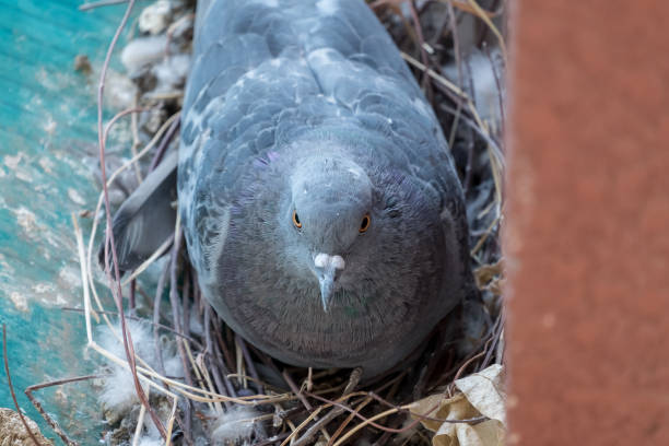 istock pigeon on street 901587106