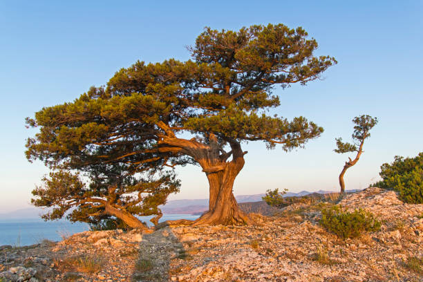 Relict junipers on top of the mountain the morning sun. Relict junipers (Juniperus excelsa) on top of the mountain above the sea in the morning sun. Karaul-Oba, Novyy Svet, Crimea. juniperus excelsa stock pictures, royalty-free photos & images