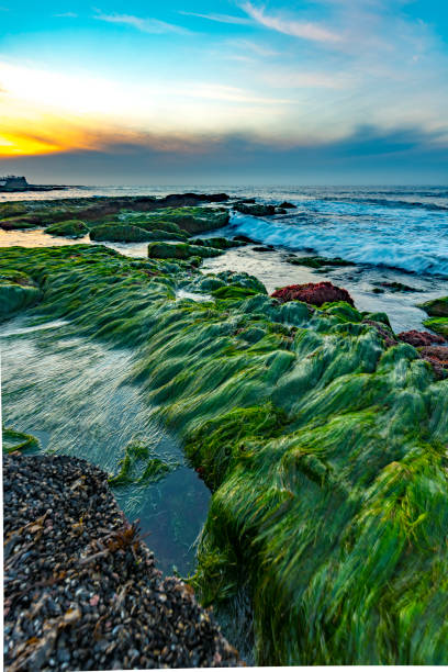 Plant at low tide water at La Jolla . San Diego . California