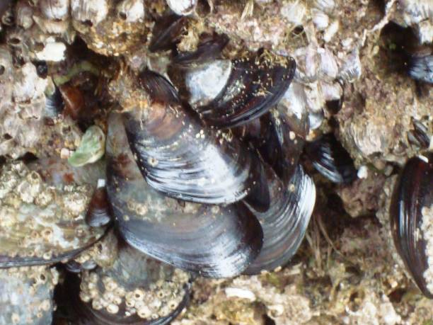 istock MUSSELS AND INCH-FEET. 901588654