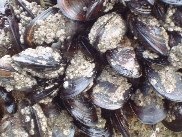 istock MUSSELS AND INCH-FEET. 901588738
