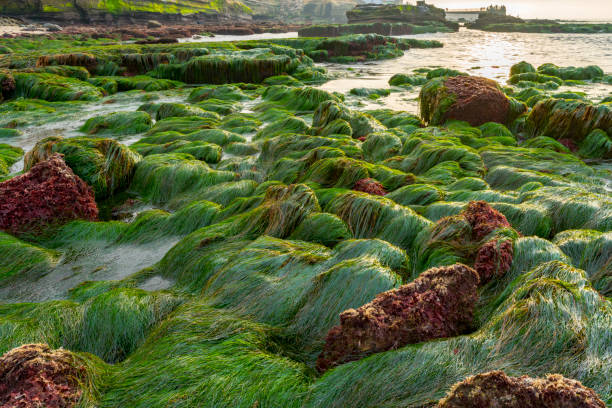 istock Low Tide at La Jolla San Diego California 901588828