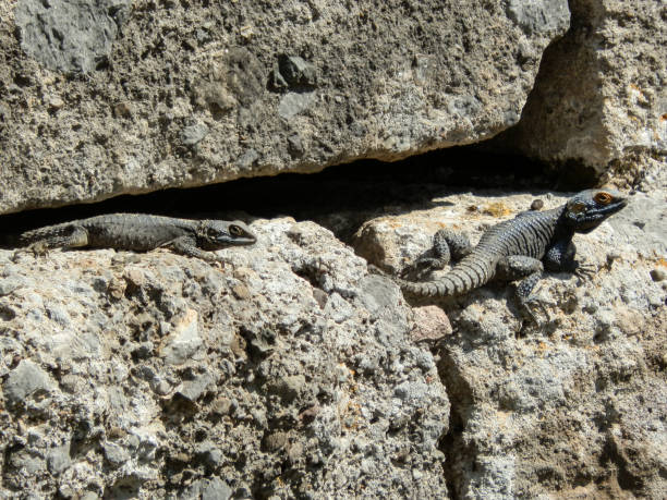 istock Enourmous gigantic lizard on rock 901588936