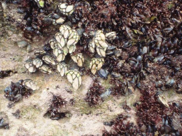 istock MUSSELS AND INCH-FEET. 901591034