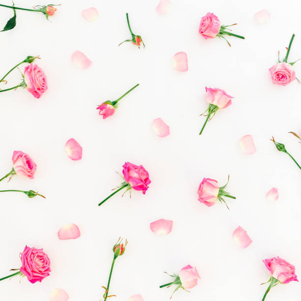 istock Pattern with roses buds and petals on white background. Flat lay, Top view. Roses flowers texture, Valentines day 901591036