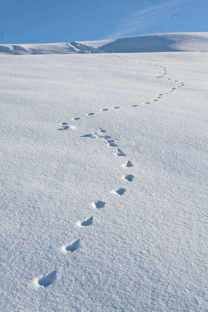 istock Animal Tracks Snow Winter 90159133