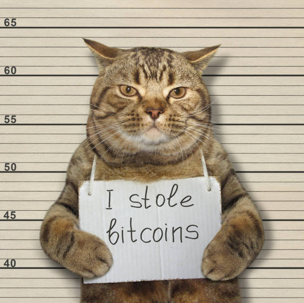 schlechte katze stahlen bitcoins - stehlen verbrechen stock-fotos und bilder