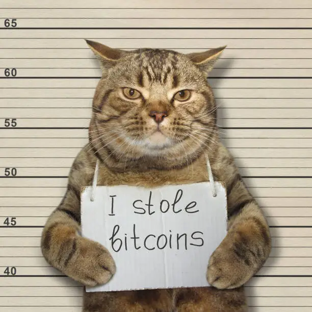 Photo of Bad cat stole bitcoins
