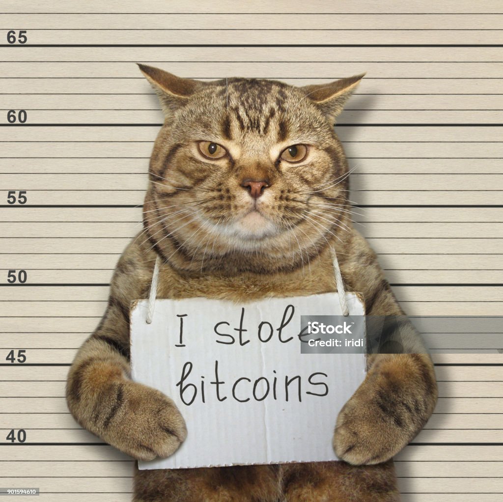 Gato malvado roubou bitcoins - Foto de stock de Ladrão royalty-free