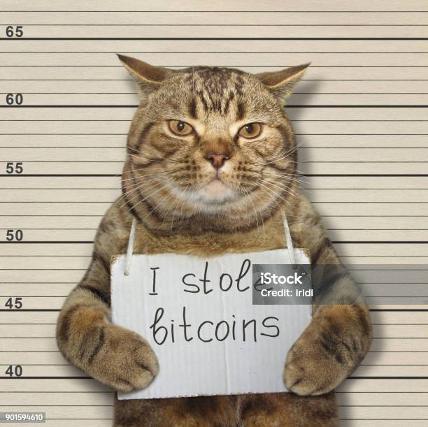 Foto de Gato Malvado Roubou Bitcoins e mais fotos de stock de Ladrão - Ladrão, Gato doméstico, Criptomoeda