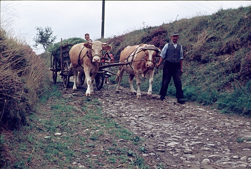Schönsee, Schwandorf, Bavaria, 1961. A farmer leads his ox cart along a country road. Meanwhile, his son is sitting in the hay on the cart.