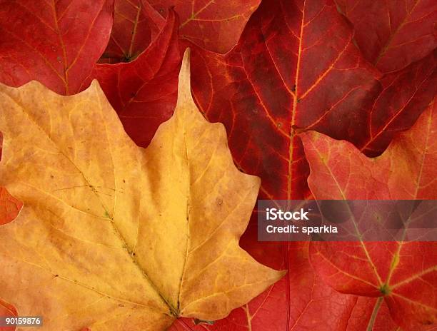 Foglie Di Autunno - Fotografie stock e altre immagini di Albero - Albero, Arancione, Autunno