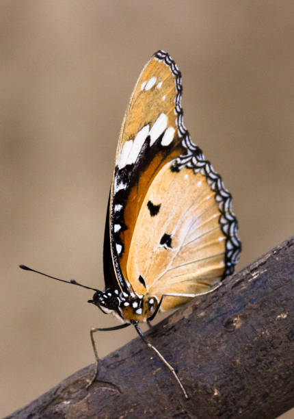 бабочка монарха - tiger beauty in nature insects nature стоковые фото и изображения