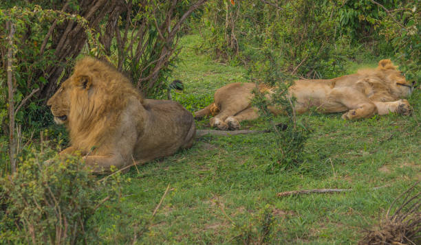 istock Lion in Masai Mara nature reserve in Kenya 901599488