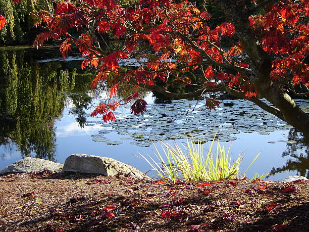 Autumn rhapsody No. 2 stock photo