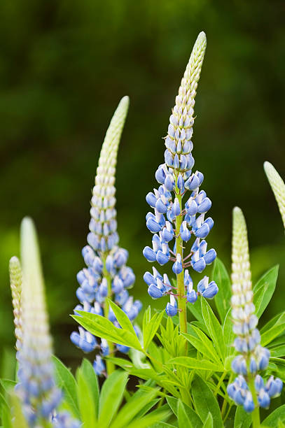 blue lupins stock photo