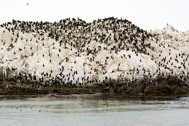island covered with birds stock photo