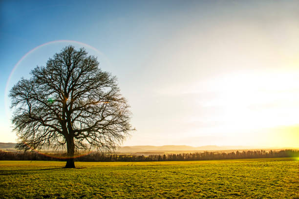 istock oak in autumn with blue sky 901601680