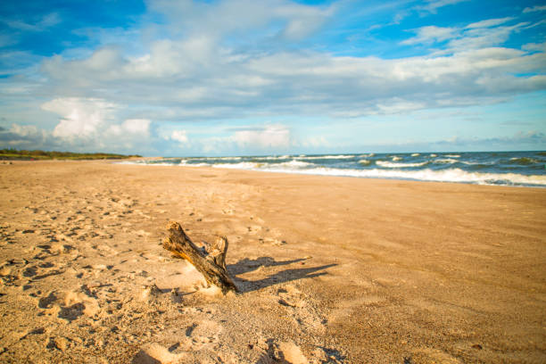 driftwood at a beach of the baltic sea - surf turf imagens e fotografias de stock