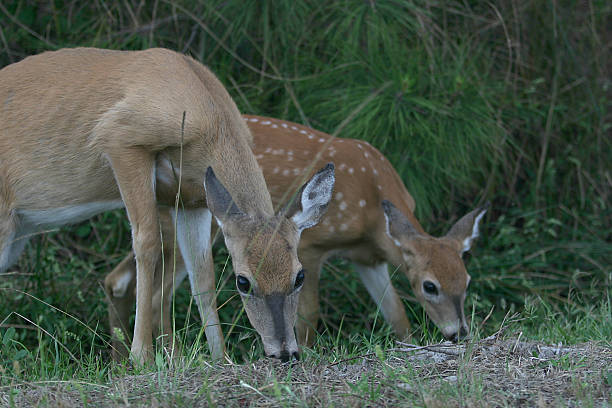 istock doe and fawn 90160217